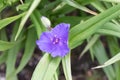 Dayflower Tradescantia andersoniana Concord Grape, purple flower and bud